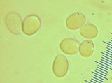 Mycena bulliformis image