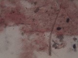 Parasola auricoma image
