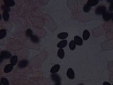 Parasola auricoma image