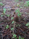 Parasola auricoma image