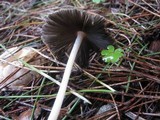 Parasola auricoma image