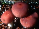Gomphidius subroseus image