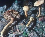 Chroogomphus tomentosus image