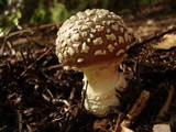 Amanita ameripanthera image