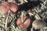 Melanophyllum haematospermum image