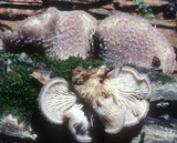 Hohenbuehelia mastrucata image