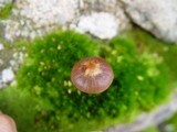 Psilocybe montana image