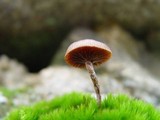 Psilocybe montana image