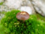 Psilocybe montana image