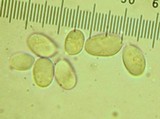 Mycena bulliformis image