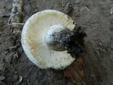 Russula anatina image