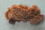 Veluticeps fimbriata image