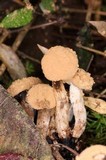 Asterophora lycoperdoides image