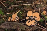 Asterophora lycoperdoides image