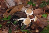 Asterophora lycoperdoides image