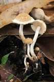 Asterophora lycoperdoides image