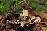 Asterophora lycoperdoides image