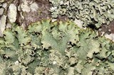 Punctelia caseana image