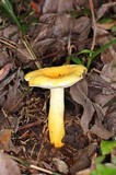 Russula flavida image