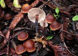 Gymnopus brassicolens var. brassicolens image
