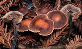 Gymnopus brassicolens var. brassicolens image