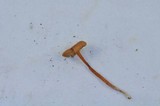 Rhodocybe nitellina image