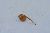 Rhodocybe nitellina image
