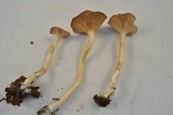 Rhodocybe nuciolens image
