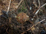 Elaphomyces granulatus image