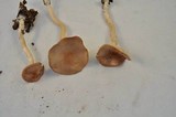 Rhodocybe nuciolens image