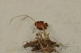 Rhodocybe nitellina image