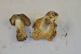 Russula cerolens image