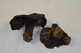 Russula densifolia image