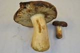 Russula xerampelina image