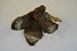 Scleroderma polyrhizum image
