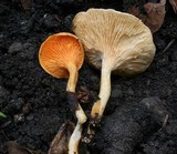 Hygrophoropsis aurantiaca image