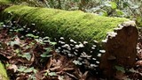 Hemimycena candida image