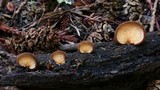 Crepidotus crocophyllus image