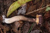 Cantharellus atrolilacinus image
