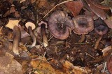 Cantharellus atrolilacinus image