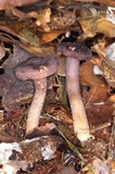 Cantharellus atrolilacinus image