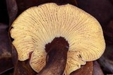 Cantharellus atrolilacinus image