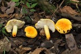 Russula flavida image