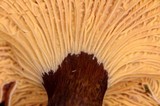 Cantharellus atrolilacinus image