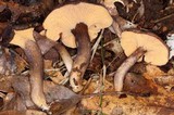 Cantharellus atrolilacinus image