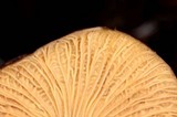 Cantharellus atrolilacinus image