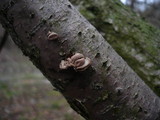 Encoelia furfuracea image