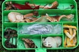 Russula flavida image