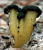 Leotia viscosa image