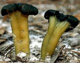 Leotia viscosa image
